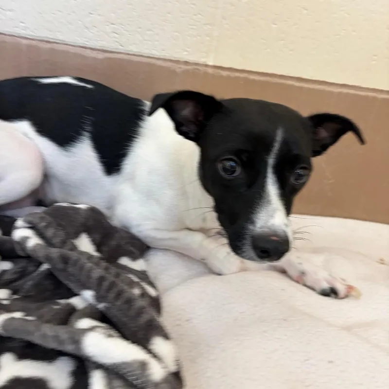 An adult small-sized female White / Cream Chihuahua dog named Coffee for adoption in Reno, NV