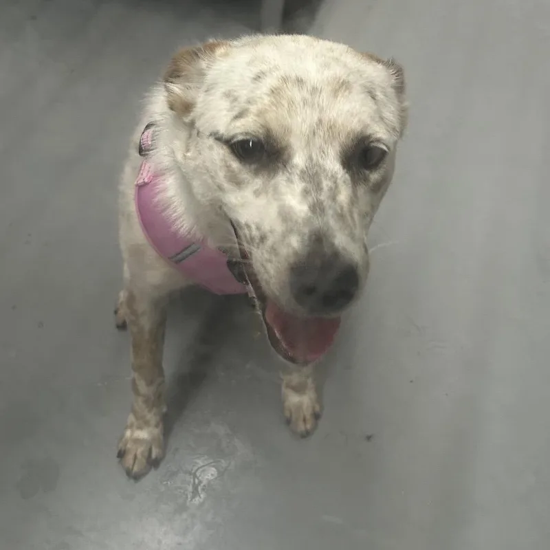 A young medium-sized female White / Cream Cattle Dog dog named Akira for adoption in Point Richmond, CA