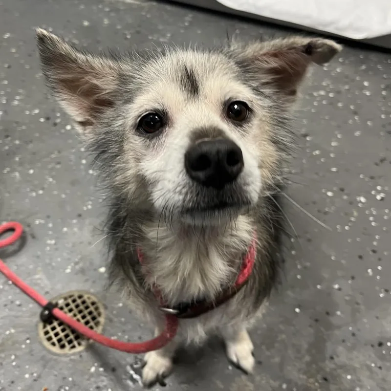 A senior small-sized female Gray / Blue / Silver Mixed Breed dog named Lovey Dovie for adoption in Columbiana, AL