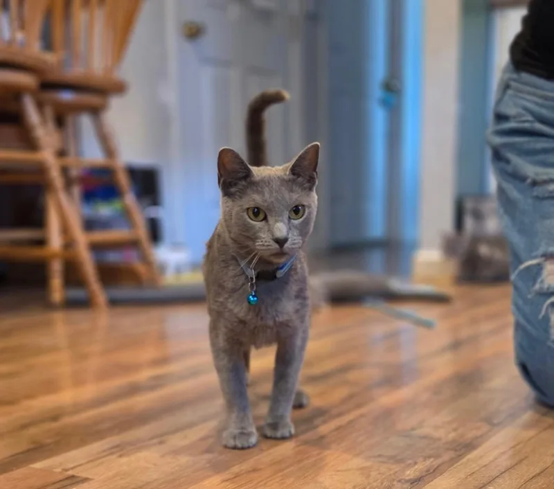 A young small-sized female Domestic Short Hair cat named Tribble for adoption in Gorham, ME