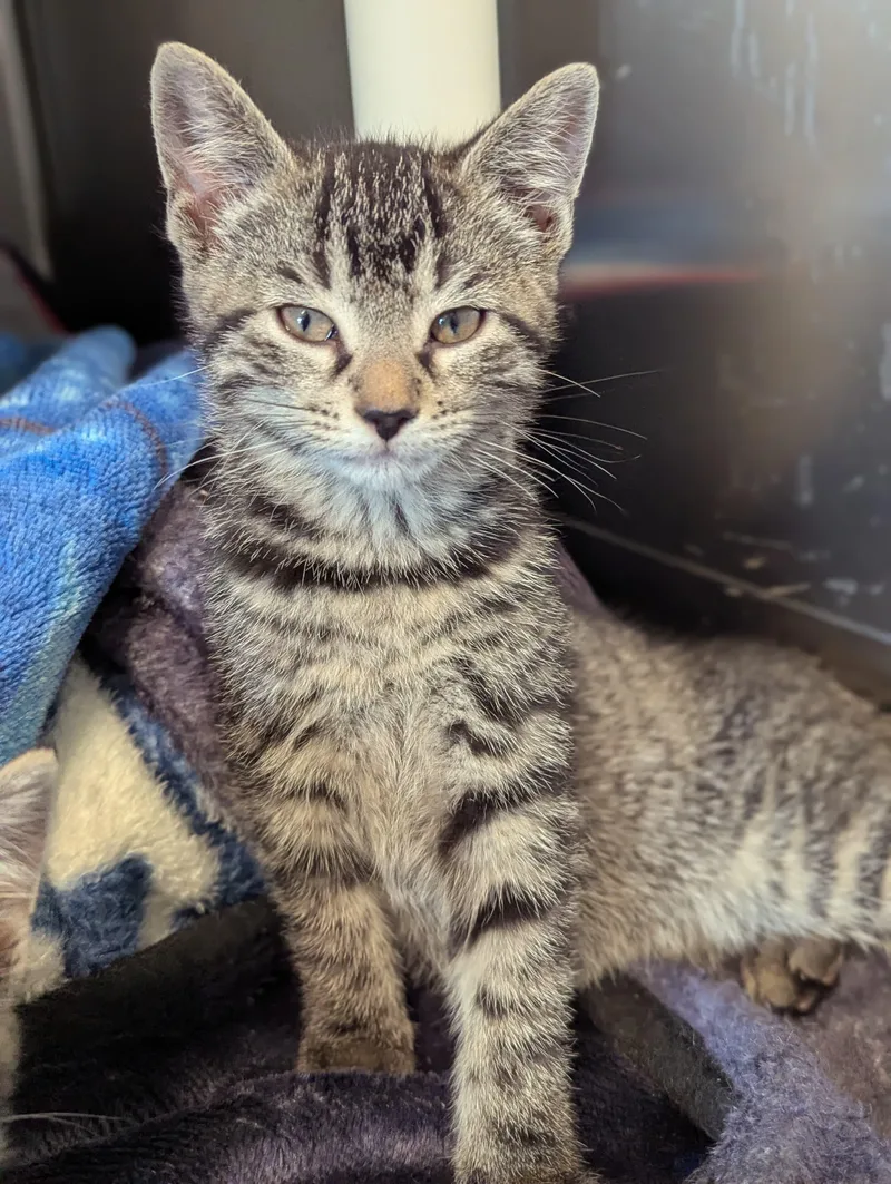 A baby medium-sized female Tabby (Buff / Tan / Fawn) Domestic Short Hair cat named Cece for adoption in Morristown, NJ