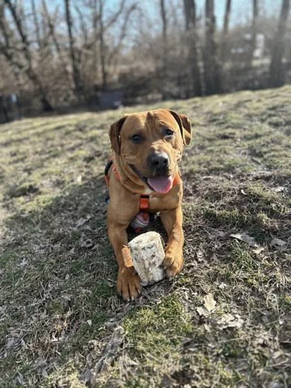 An adult large-sized male Golden Mixed Breed dog named Fernando for adoption in Miamitown, OH