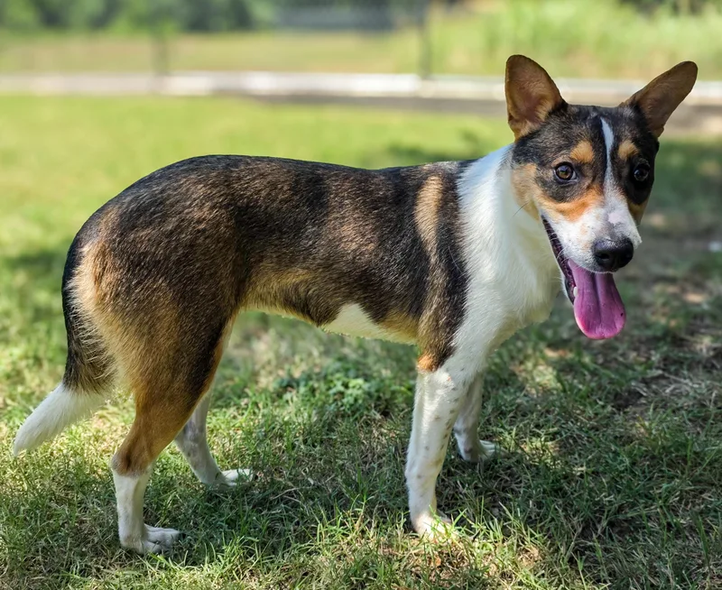 A young small-sized female Tricolor (Brown, Black, & White) Jack Russell Terrier dog named Magi for adoption in Gainesville, TX