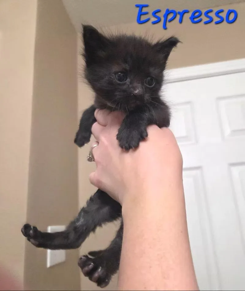 A baby medium-sized male Domestic Medium Hair cat named Espresso for adoption in Anna, TX