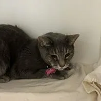 A senior medium-sized female Gray / Blue / Silver Domestic Short Hair cat named Little Bit for adoption in Kennett Square, PA