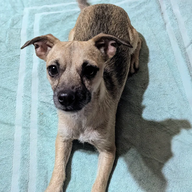 An adult small-sized female Chihuahua dog named Giggles for adoption in Kingsburg, CA