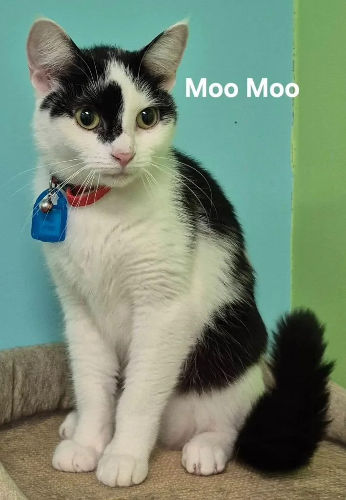 A young medium-sized female Domestic Short Hair cat named Moo Moo for adoption in Kendallville, IN