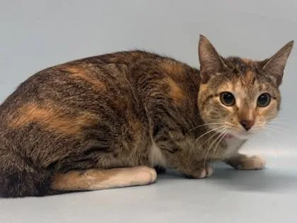 An adult small-sized female Domestic Short Hair cat named Dumpling for adoption in Golden Valley, MN