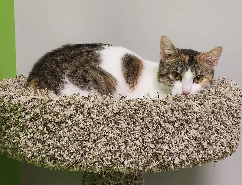 An adult medium-sized female Calico Domestic Short Hair cat named Sundown for adoption in Jackson, TN