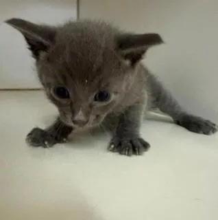 A baby medium-sized male Gray / Blue / Silver Domestic Short Hair cat named Trouble for adoption in Mason City, IA