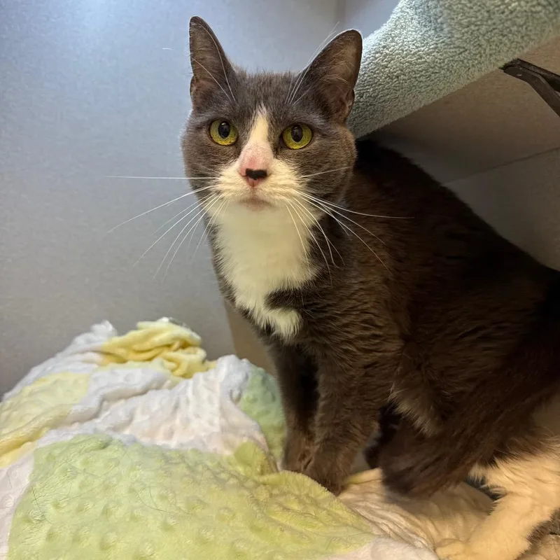 An adult medium-sized female Gray / Blue / Silver Domestic Medium Hair cat named Allie Gheny for adoption in Pittsburgh, PA