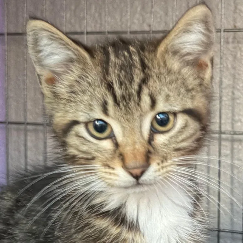 A baby small-sized male Brown / Chocolate Domestic Short Hair cat named Teddy for adoption in Pleasanton, CA