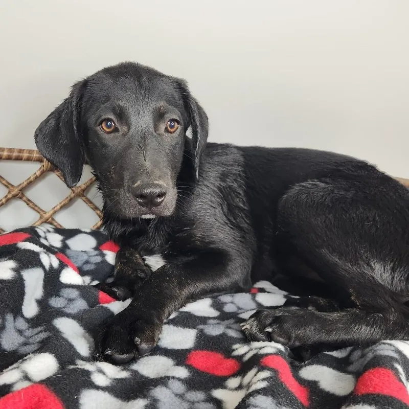A baby medium-sized female Black Dalmatian dog named Moira for adoption in Fort Wayne, IN