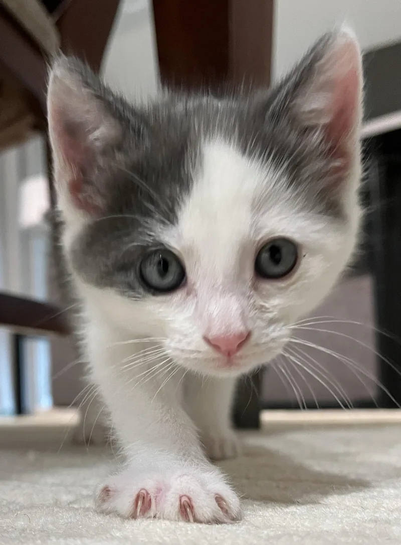 Gracie