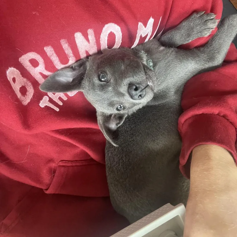 A baby small-sized male Gray / Blue / Silver Mixed Breed dog named Burkley for adoption in Rockville, MD