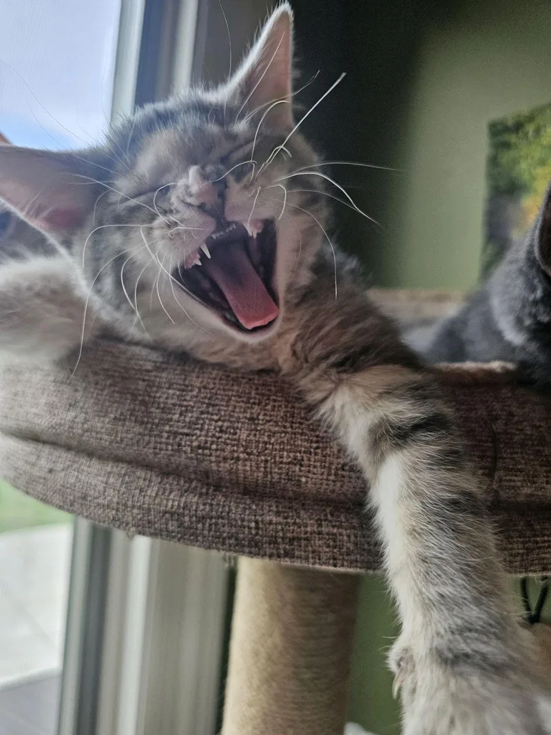 A baby medium-sized female Dilute Calico Domestic Short Hair cat named Carmen for adoption in Murfreesboro, TN