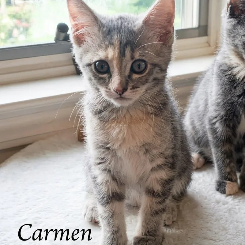 Carmen thumbnail 2