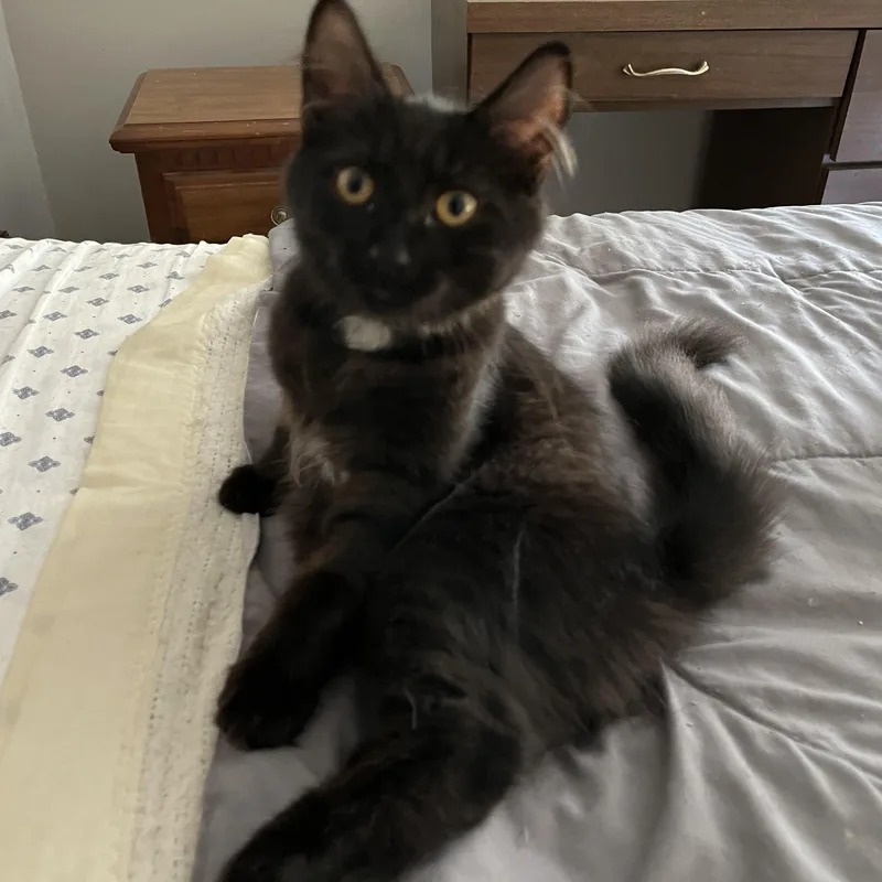 Licorice
