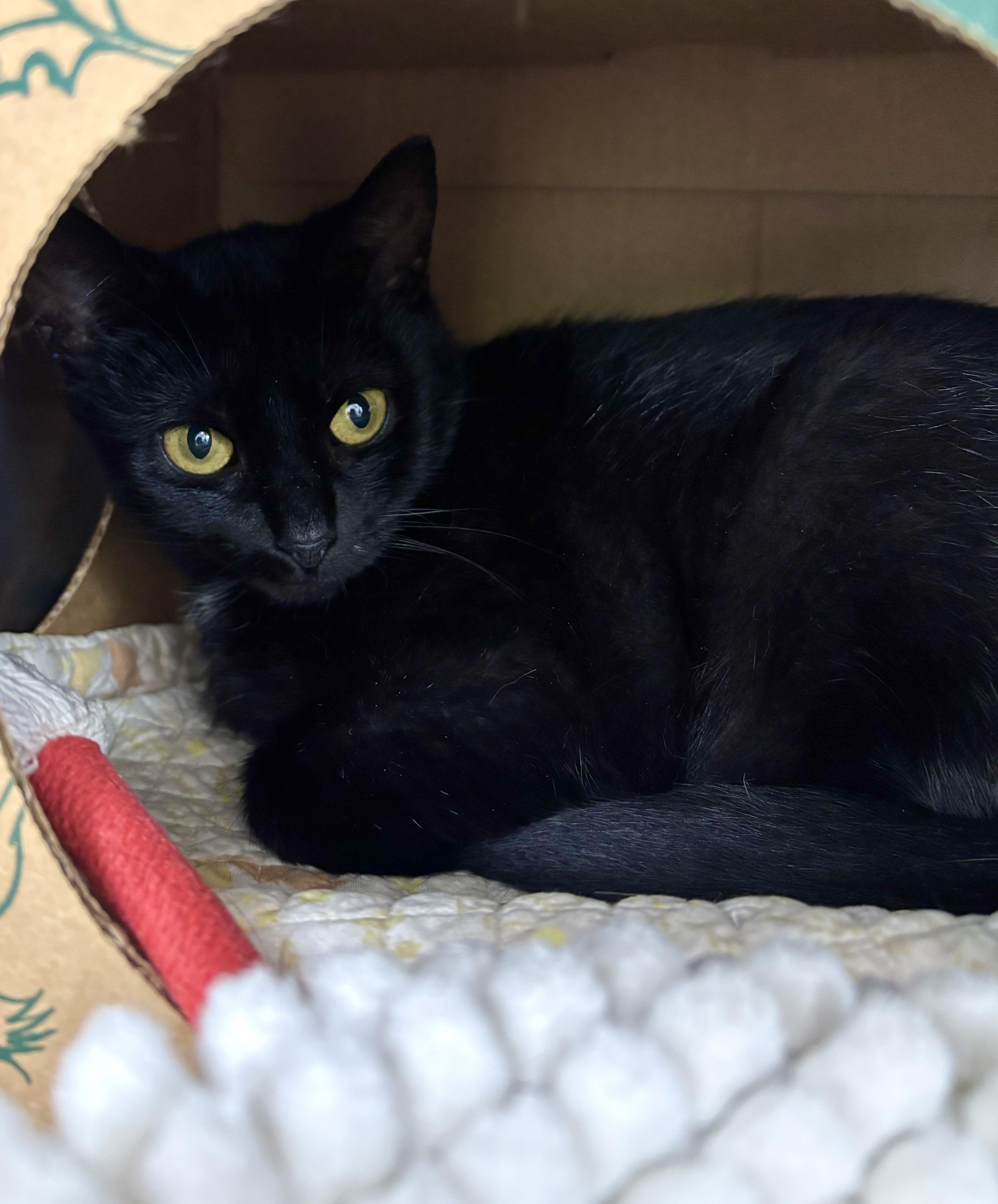 A young medium-sized female Domestic Short Hair cat named Camille for adoption in Danville, IN