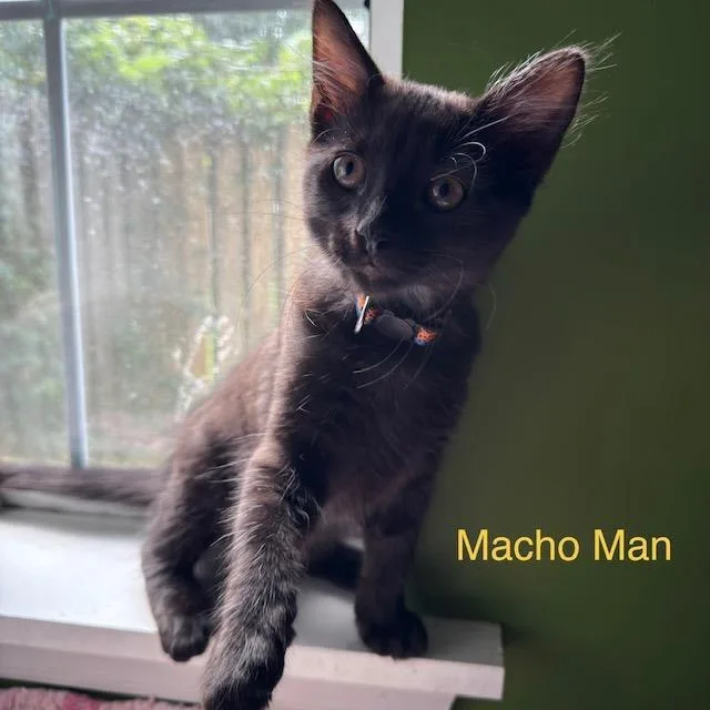 A baby small-sized male Domestic Long Hair cat named Macho Man for adoption in New Bern, NC