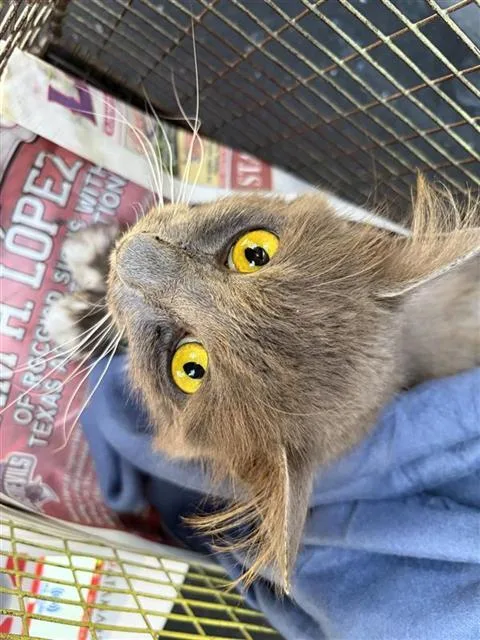 A young small-sized male Domestic Long Hair cat named Smokey for adoption in San Antonio, TX