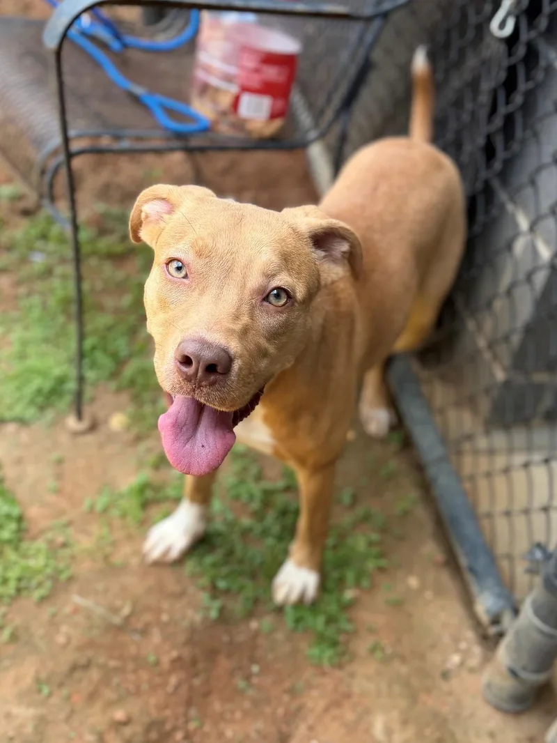 A young medium-sized female Golden Mixed Breed dog named Harley for adoption in Summerdale, AL