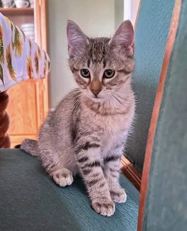 A baby medium-sized male Tabby (Gray / Blue / Silver) Domestic Short Hair cat named Taffy for adoption in Breinigsville, PA