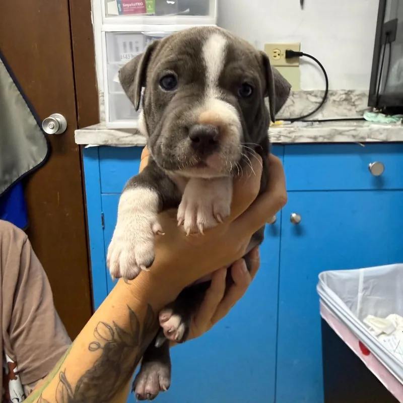 A baby small-sized female Gray / Blue / Silver Mixed Breed dog named Belle for adoption in Wahiawa, HI