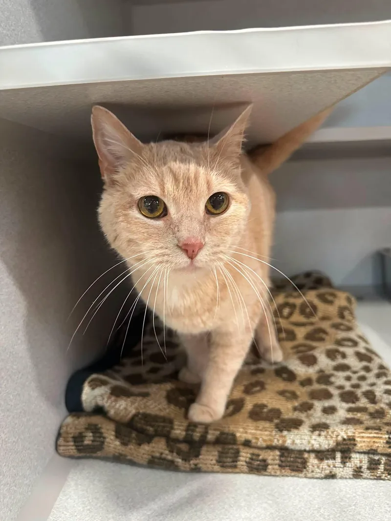 A senior medium-sized female Buff / Tan / Fawn Domestic Short Hair cat named Whitney Houston for adoption in Webster City, IA