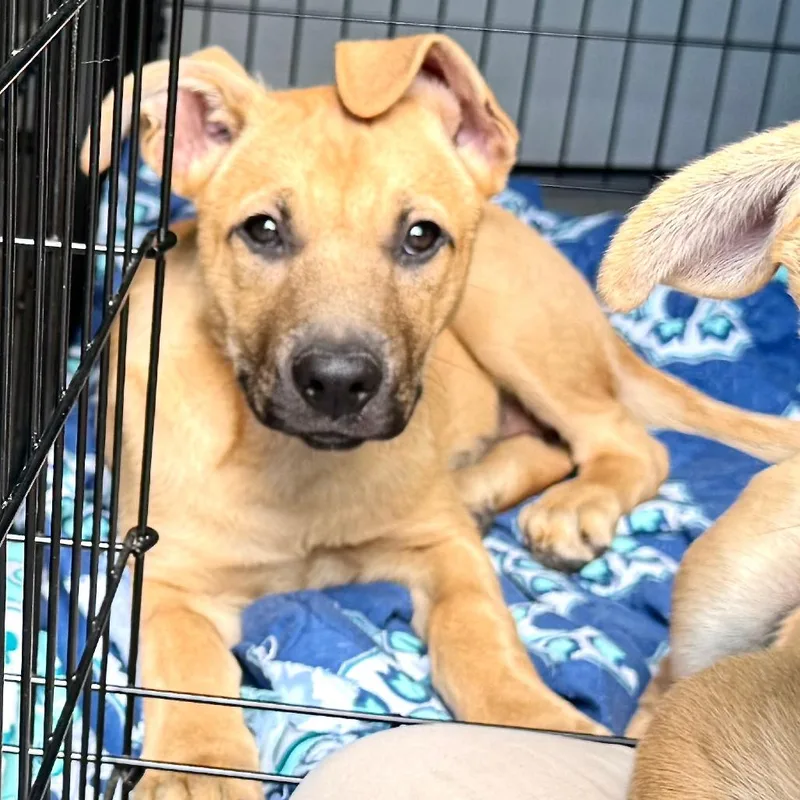 A baby medium-sized female Yellow / Tan / Blond / Fawn Shepherd dog named Brook s for adoption in Sequatchie, TN