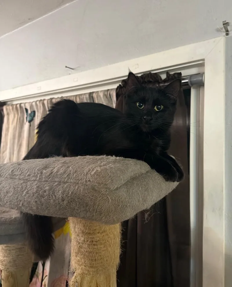 A young medium-sized female Domestic Medium Hair cat named Starlite for adoption in Fond Du Lac, WI