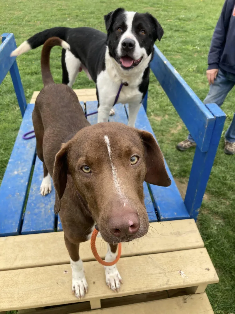 A young medium-sized male Labrador Retriever dog named Hershey for adoption in Coatesville, PA