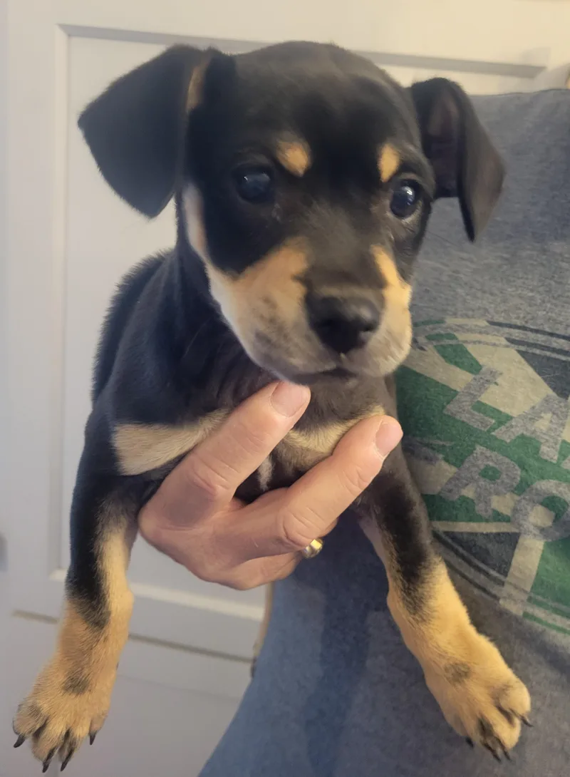A baby small-sized female Chihuahua dog named Skylar for adoption in Rocky Mount, NC