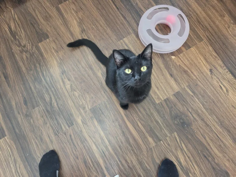 An adult medium-sized female Black Domestic Short Hair cat named Cookie for adoption in hinckley, IL