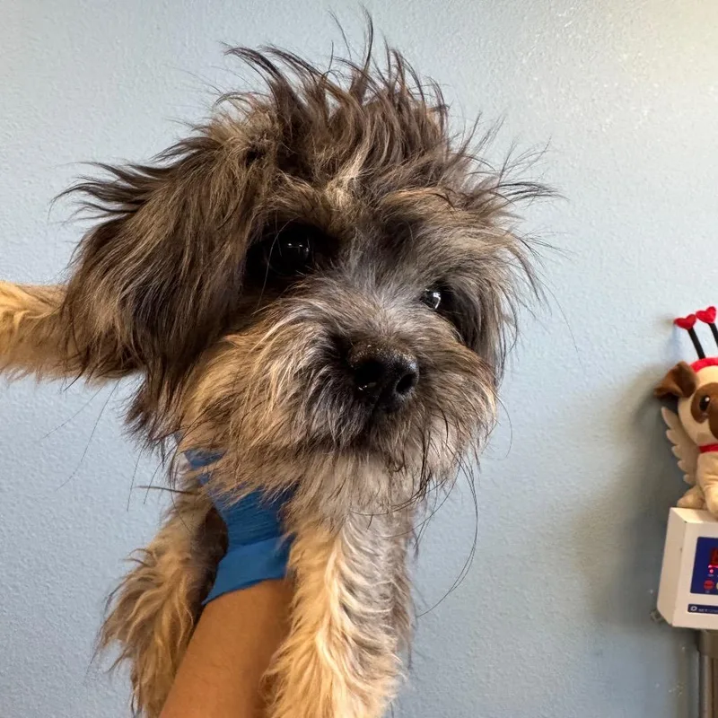 A baby small-sized male Mixed Breed dog named Tucker for adoption in Las Cruces, NM