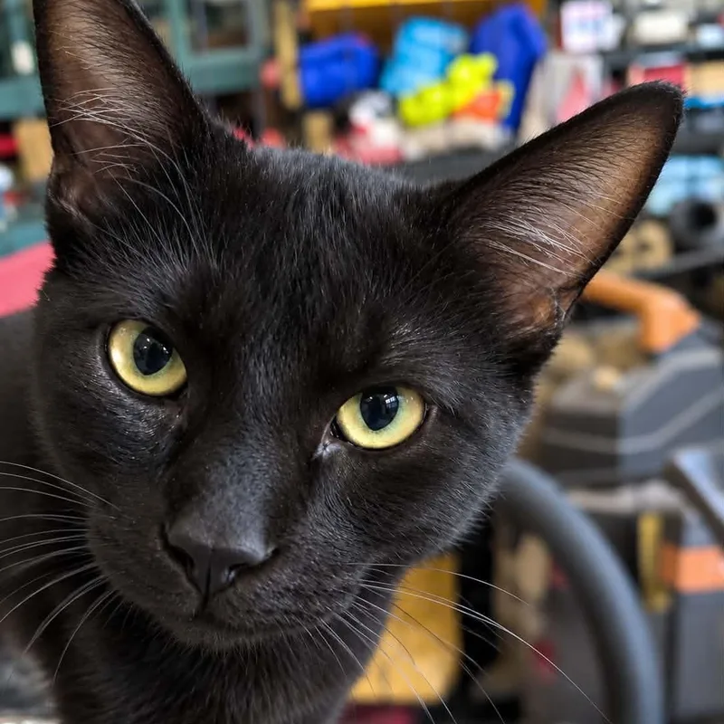 A baby small-sized male Black Domestic Short Hair cat named Damian for adoption in Antioch, CA