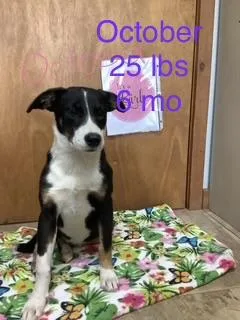 A young medium-sized female Rat Terrier dog named October for adoption in Welling, OK