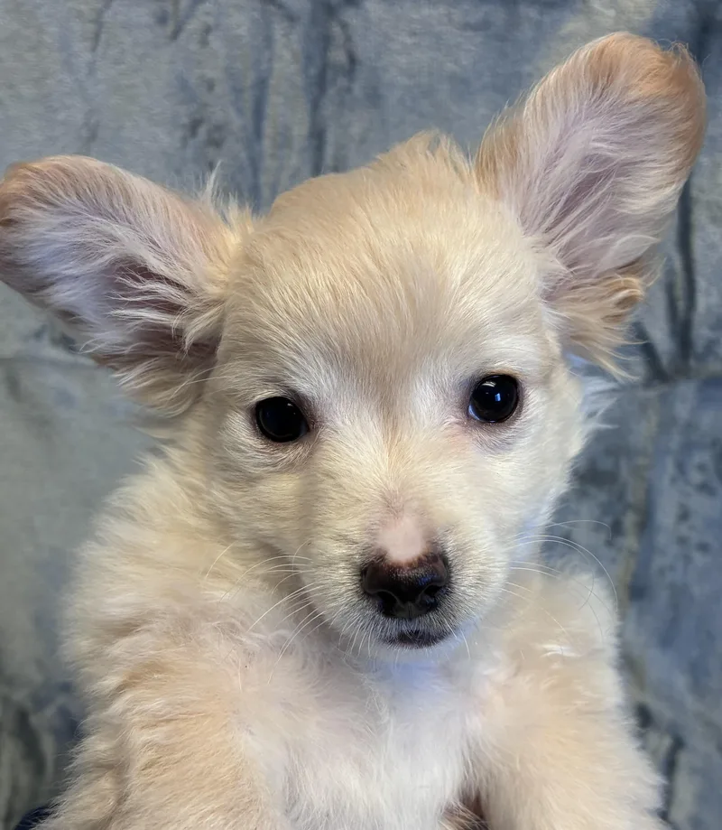 A baby small-sized male White / Cream Chihuahua dog named Theo for adoption in Buffalo, MN