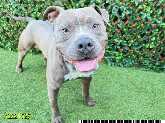 An adult large-sized male Mixed Breed dog named Gideon for adoption in West Palm Beach, FL