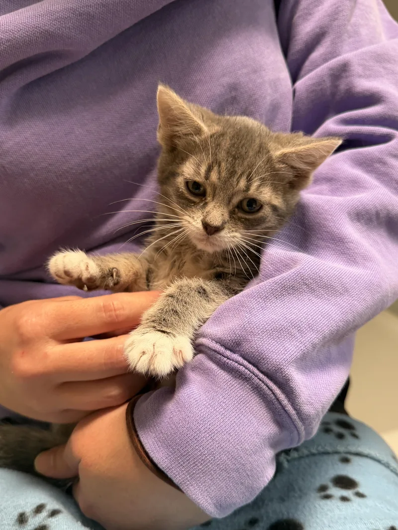 A baby small-sized female Tabby (Gray / Blue / Silver) American Shorthair cat named Puggie for adoption in North Chesterfield, VA