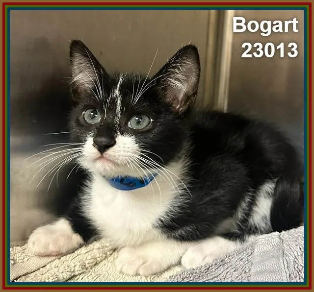 A baby medium-sized male Black & White / Tuxedo Domestic Short Hair cat named Bogart for adoption in Marietta, GA