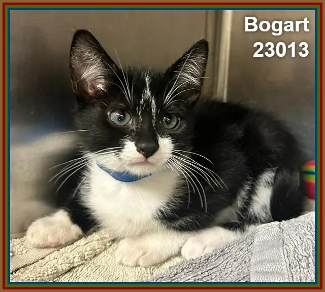 Bogart thumbnail 2