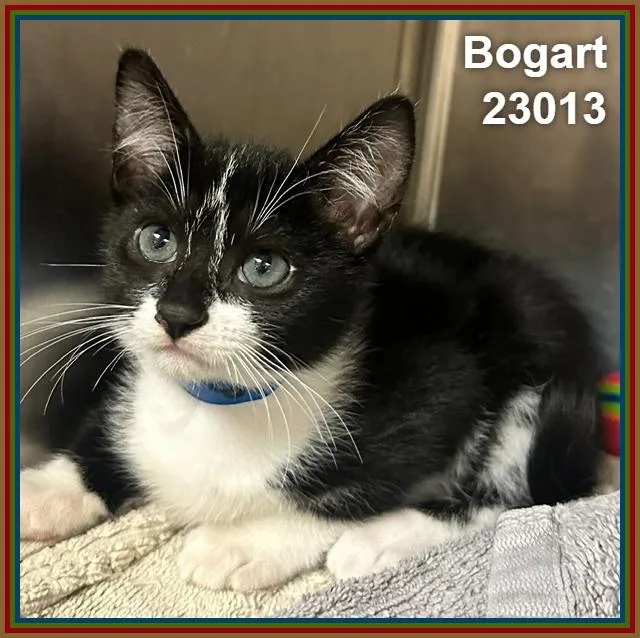 Bogart thumbnail 3