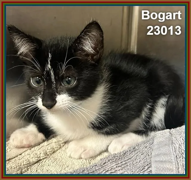 Bogart thumbnail 4