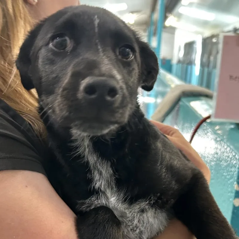 A baby small-sized female Black Australian Shepherd dog named Val Butler Campus for adoption in Flagstaff, AZ