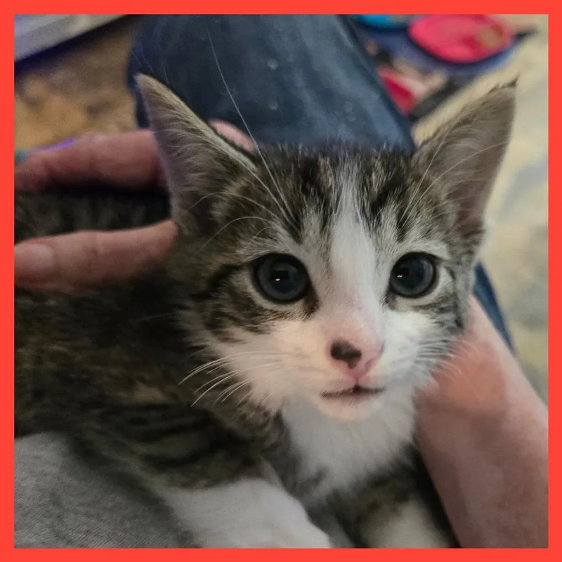 A baby small-sized male Gray / Blue / Silver Domestic Short Hair cat named Sheldon Von Wiggles for adoption in Fredericksburg, VA
