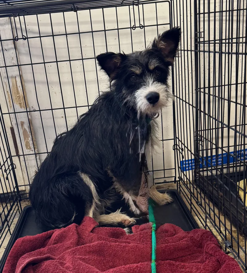 An adult small-sized male Bicolor Terrier dog named Chaser for adoption in Ellicott City, MD