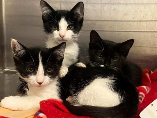 A baby small-sized female Domestic Short Hair cat named Grazia for adoption in Tustin, CA