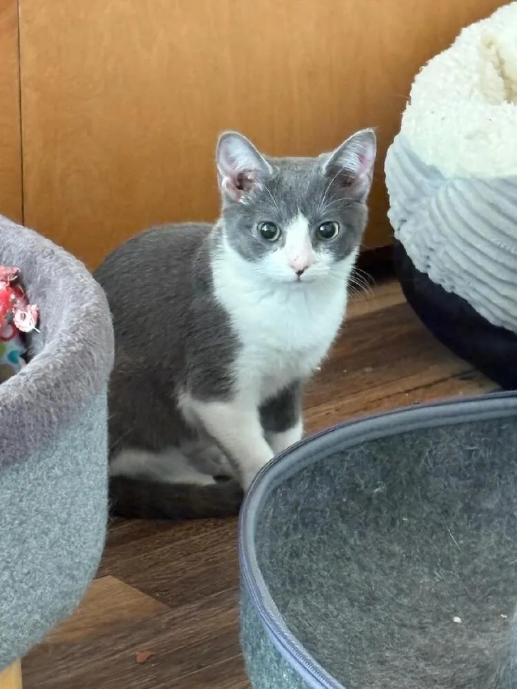 A baby small-sized female Gray & White Domestic Short Hair cat named Penny for adoption in Mooresville, NC
