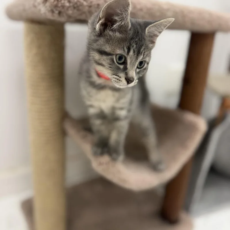 A baby small-sized male Domestic Short Hair cat named Quest for adoption in Portage, MI